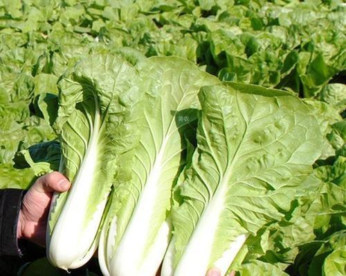 大白菜什么时候种植最合适？收获时间又该如何确定？