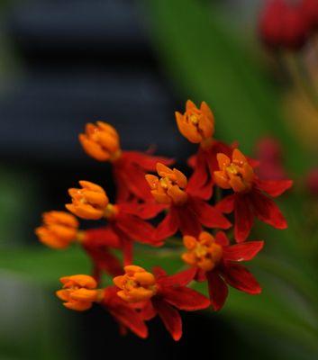马利筋花语是什么？了解马利筋的象征意义和花语含义？