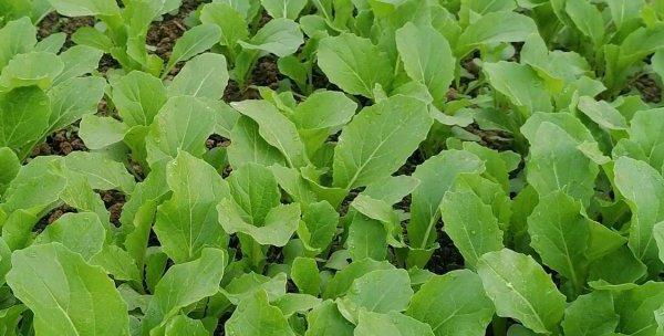 大白菜什么时候种植最合适？收获时间又该如何确定？