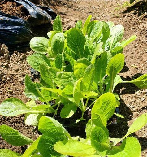 大白菜什么时候种植最好？生长周期需要多久？