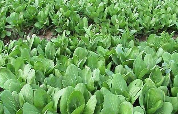 大白菜种子怎么种植？种植过程中常见问题有哪些？