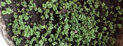大白菜种子怎么种植？种植过程中常见问题有哪些？