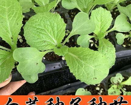 大白菜种子是怎么来的？购买种子时应该注意什么？