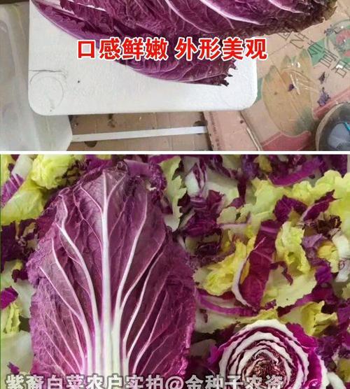 大白菜种子是怎么来的？购买种子时应该注意什么？