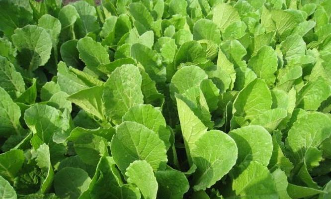 大白菜最佳种植时间是什么时候？如何确保种植成功？