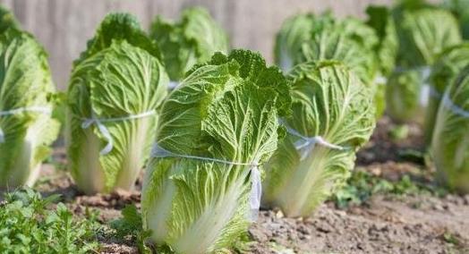 大白菜最佳种植时间是什么时候？如何确保种植成功？