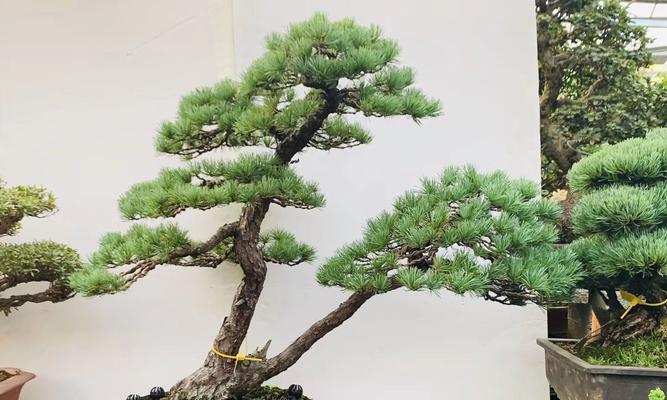 大阪松好养吗？养殖方法和养护要点是什么？