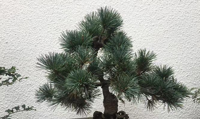 大板松盆景如何养护？养护过程中需要注意哪些事项？
