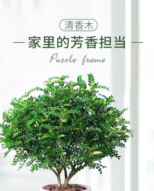 大宝塔草好养吗？养殖技巧与注意事项是什么？