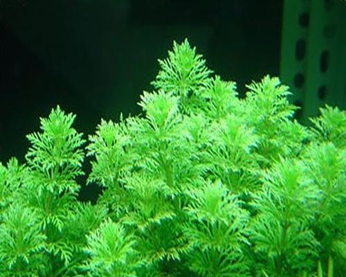 大宝塔水草好养吗？养殖方法和注意事项是什么？