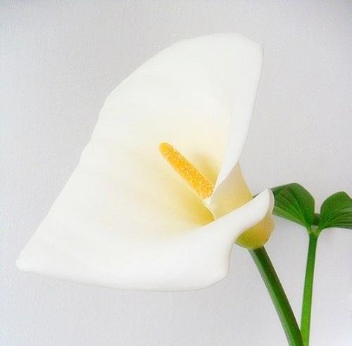 马蹄莲花的寓意是什么？如何正确解读马蹄莲的象征意义？