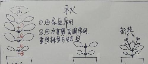 大宝塔水草修剪方法是什么？如何正确修剪大宝塔水草？