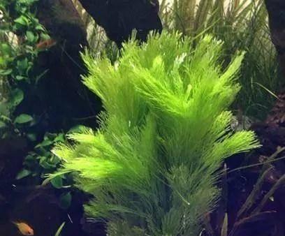 大宝塔水草修剪方法是什么？如何正确修剪大宝塔水草？