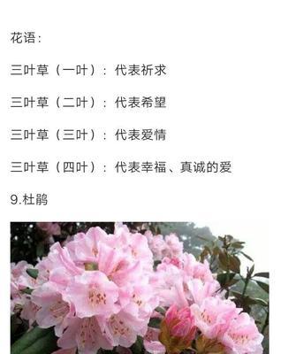 大滨菊的花语是什么？大滨菊寓意着什么？