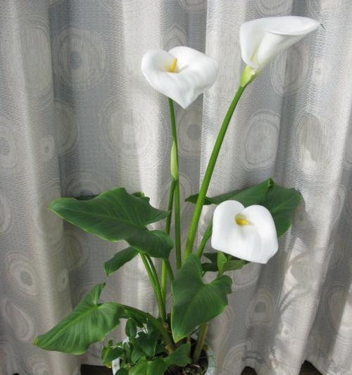 马蹄莲花语代表什么含义？如何正确理解马蹄莲的花语？
