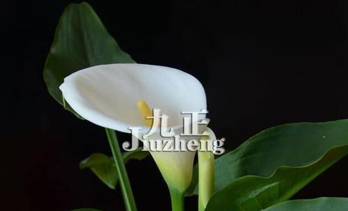 马蹄莲花语代表什么含义？如何正确理解马蹄莲的花语？