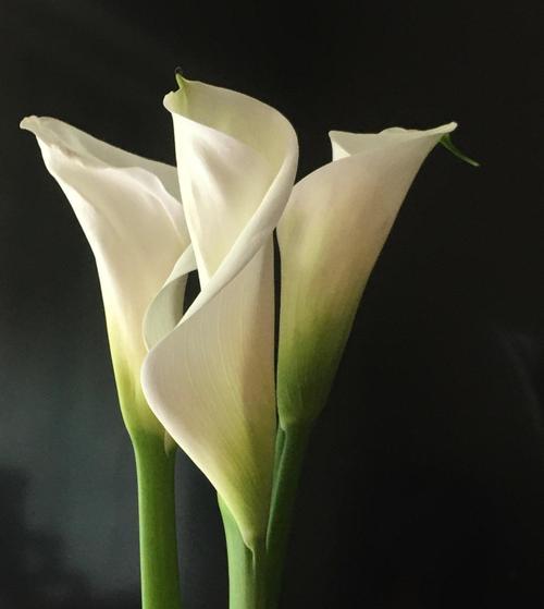 马蹄莲花语代表什么含义？如何正确理解马蹄莲的花语？