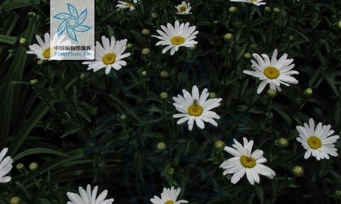 大滨菊冬季耐寒吗？冬天会死吗？