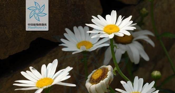 大滨菊冬季耐寒吗？冬天会死吗？