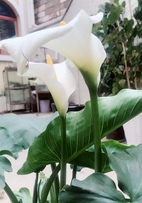 马蹄莲花语代表什么？它的美好寓意有哪些？