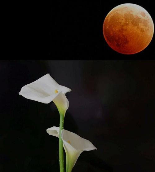 马蹄莲花语代表什么？它的美好寓意有哪些？