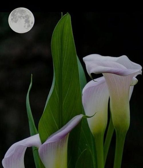 马蹄莲寓意是什么？马蹄莲的花语有哪些含义？