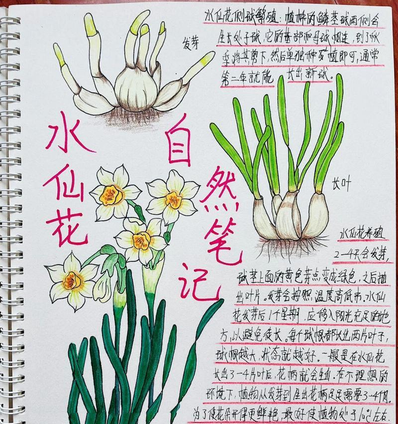大滨菊的生命周期是多久？一年生还是多年生植物？