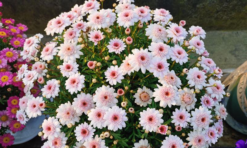 玛格丽特花象征着什么？了解其花语背后的故事？