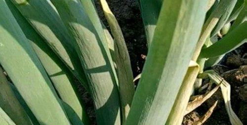 大葱病虫害防治技术有哪些？如何有效实施防治措施？