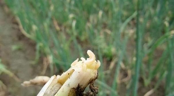 大葱病虫害防治技术有哪些？如何有效实施防治措施？