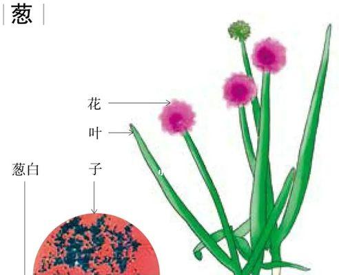 大葱病毒病有哪些症状？如何有效防治？