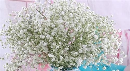 满天星不同颜色的花语是什么？如何根据颜色选择合适的满天星？