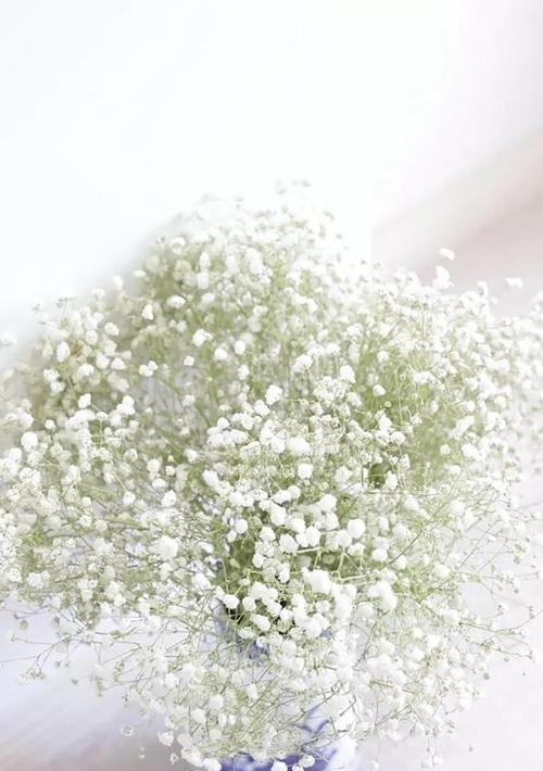 满天星的花语是什么？如何正确解读满天星的含义？