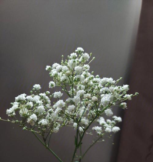 满天星代表什么意思？花语和象征意义是什么？