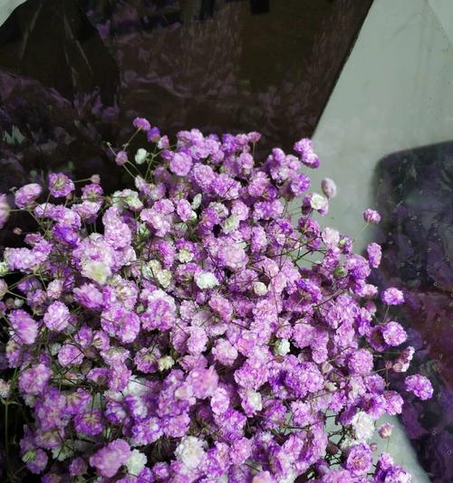 满天星代表什么意思？花语和象征意义是什么？