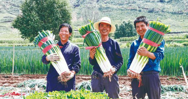 大葱套种什么作物收益最高？套种技巧有哪些？