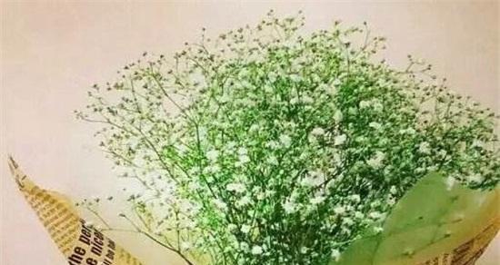 满天星代表什么爱情？满天星花语的含义是什么？