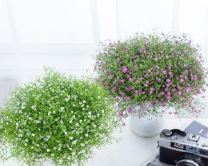 满天星的含义是什么？如何正确解读满天星的花语？