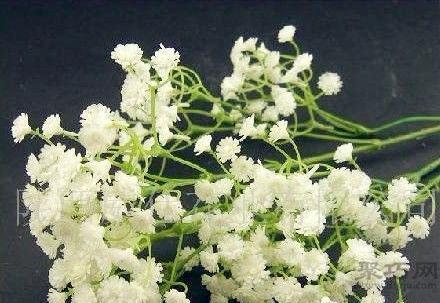 满天星的含义是什么意思？如何正确解读满天星的花语？
