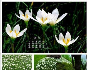 大葱花几月份种植最合适？如何确保高产？