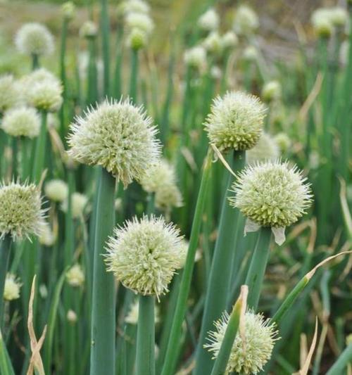 大葱会开花吗？一般在什么时间开花？