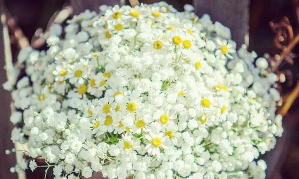 满天星代表什么含义？花语有哪些独特之处？