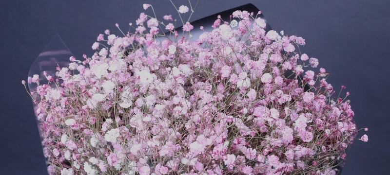 满天星的花语是什么意思？满天星象征着什么？