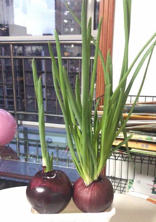 大葱发芽需要多久？出苗时间是怎样的？