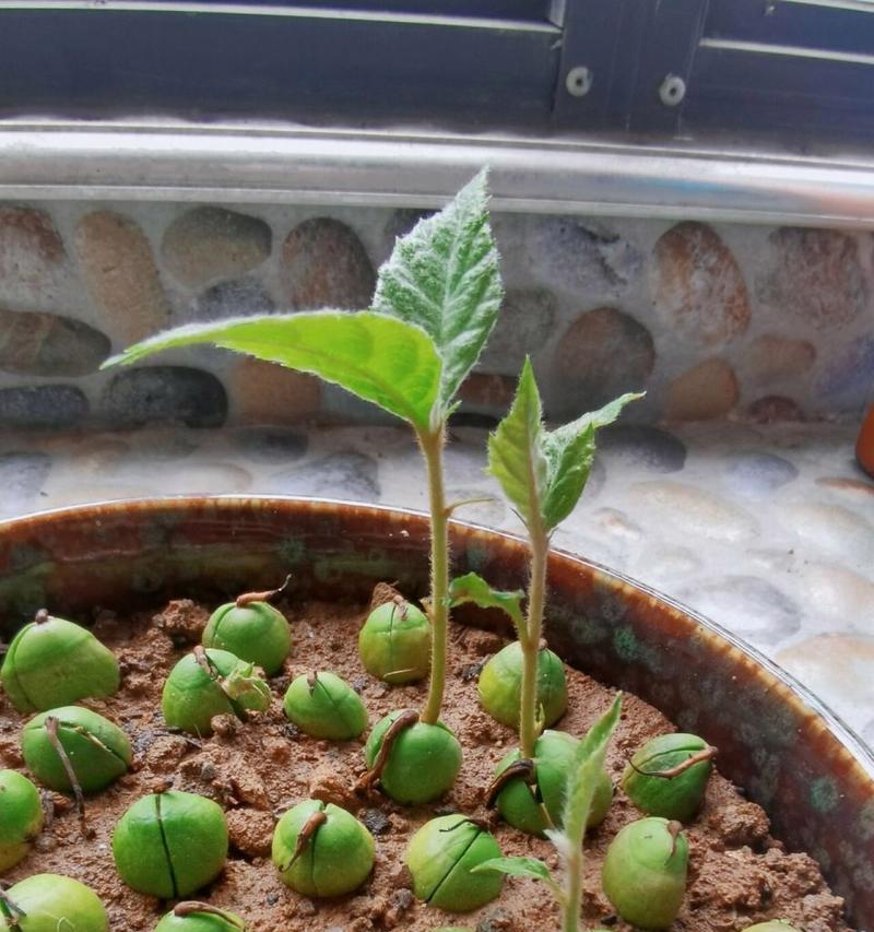 大葱发芽需要多久？出苗时间是怎样的？