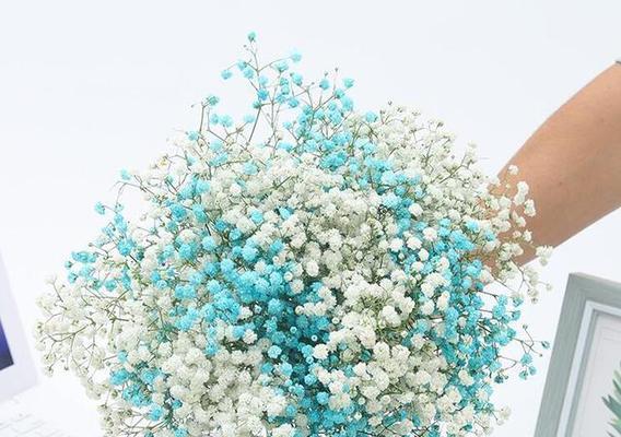 满天星代表什么花语？满天星的寓意有哪些常见问题解答？