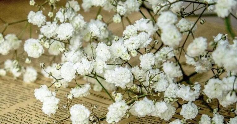 满天星的花语是什么？如何用满天星表达爱意？