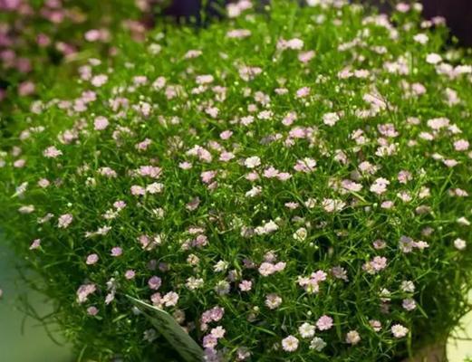 满天星的花语是什么？如何用满天星表达爱意？