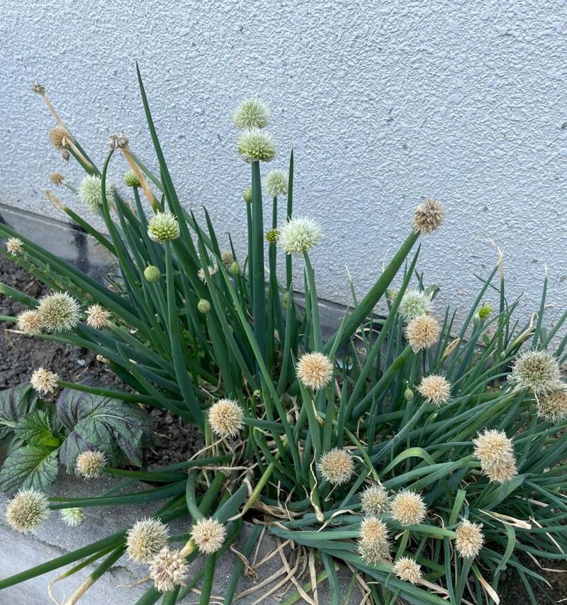 大葱开花后怎么处理？种的葱开花了应该怎么办？
