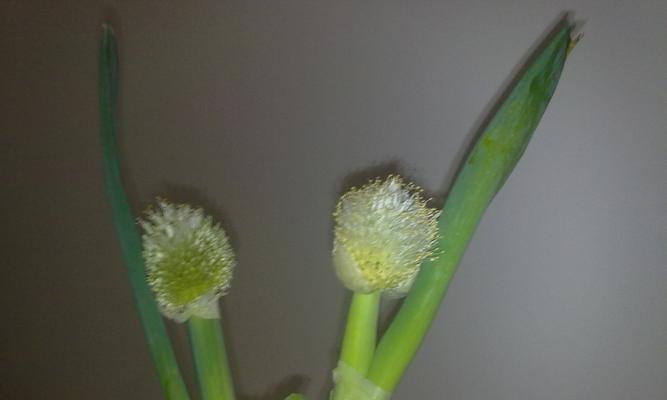 大葱开花后怎么处理？种的葱开花了应该怎么办？
